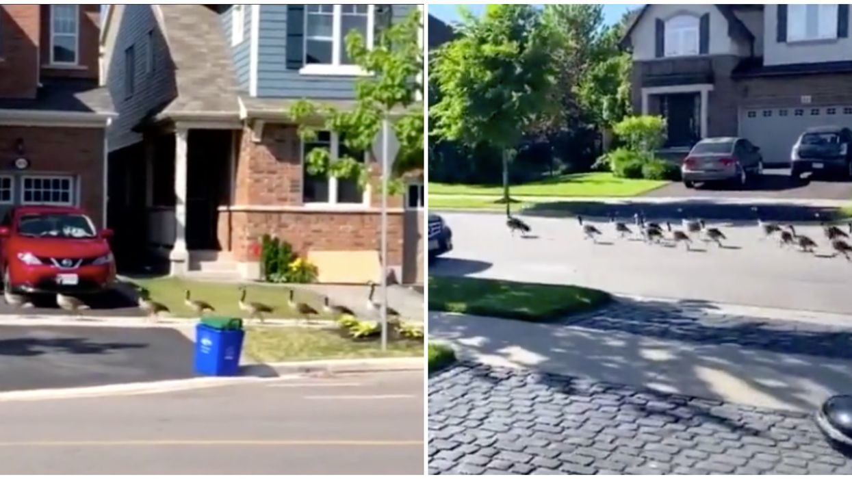 Canada Geese In Ontario Keep Stomping Through The Streets (VIDEOS)