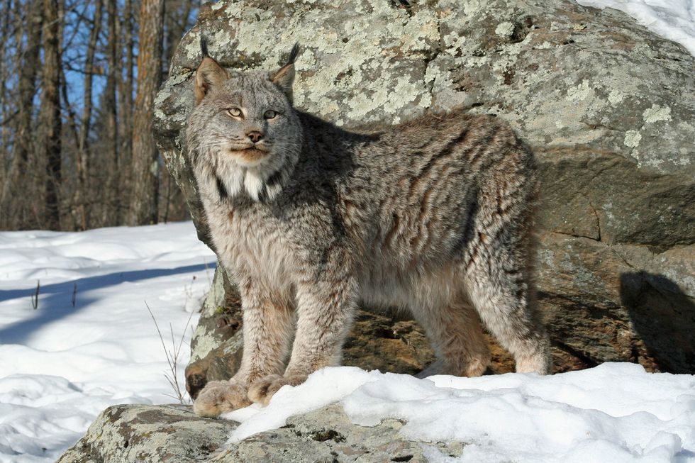 Canada lynx.