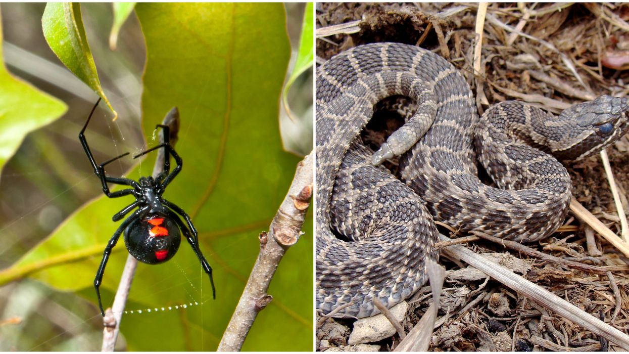 Canada Poisonous Animals: Watch Out For These 6 Venomous Critters