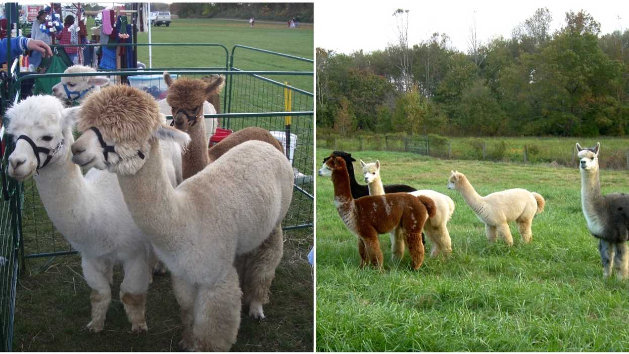 Canada's Alpaca Population Is Mostly In Alberta & They Make Great Therapy Pets