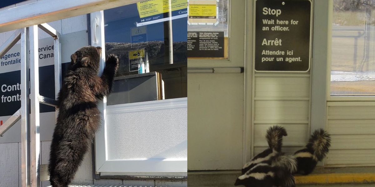 Animals Keep Ignoring Canada's Border Restrictions & The Photos Are So Perfect - Narcity