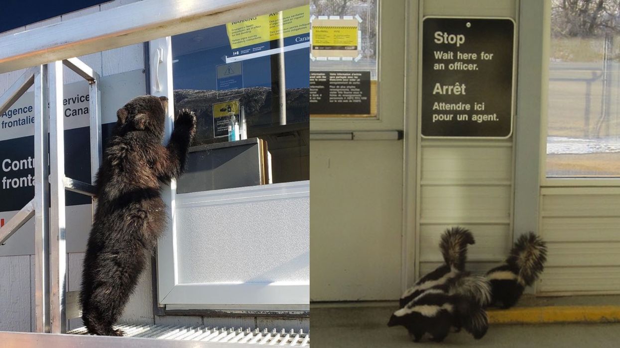 Canada's Border Restrictions Are Being Ignored By Some Animals & The Pics Are Perfect