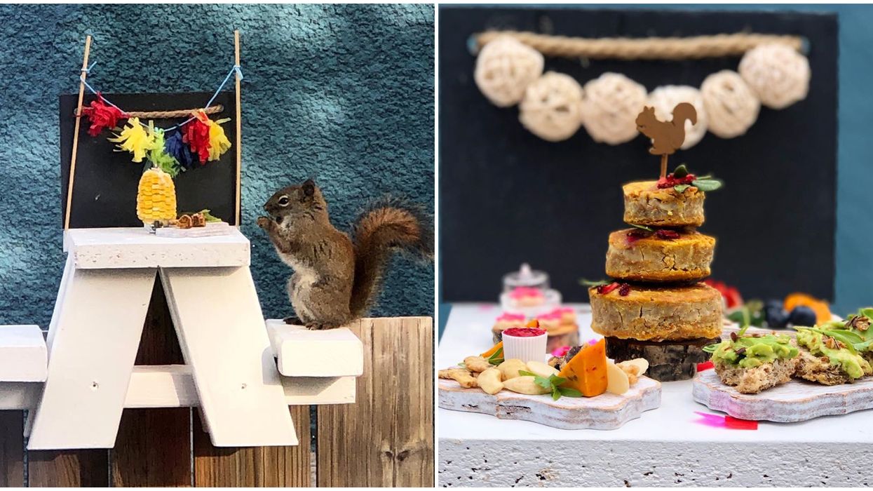 Canada's Squirrels-Only Restaurant Just Opened This Spring & It's Been Nuts