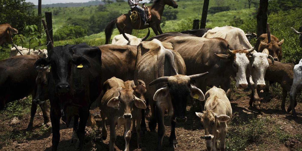 Canada temporarily blocking livestock from Texas due to New World screwworm Canada temporarily blocking livestock from Texas due to New World screwworm