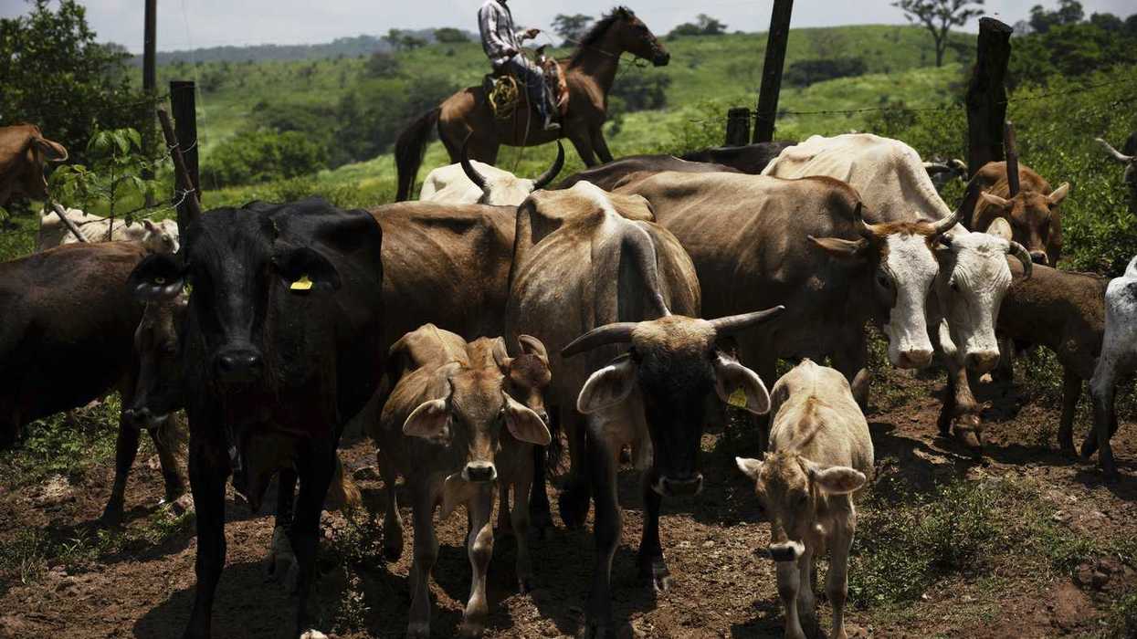Canada temporarily blocks livestock from Texas