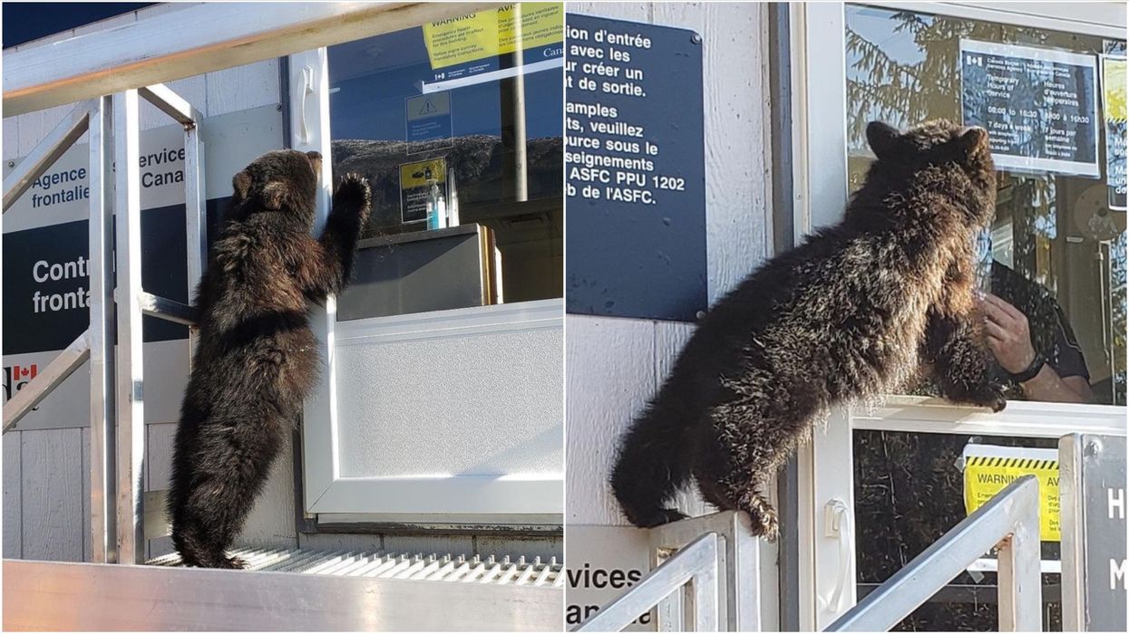 Canada-US Border Closure: Bear Cub Attempted To Cross Over & The Photos Are Perfect