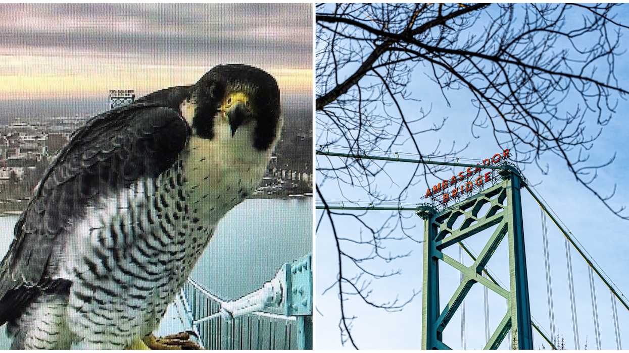 Canada-US Border Had A Falcon Look Into A Bridge Camera Like It Was On The Office