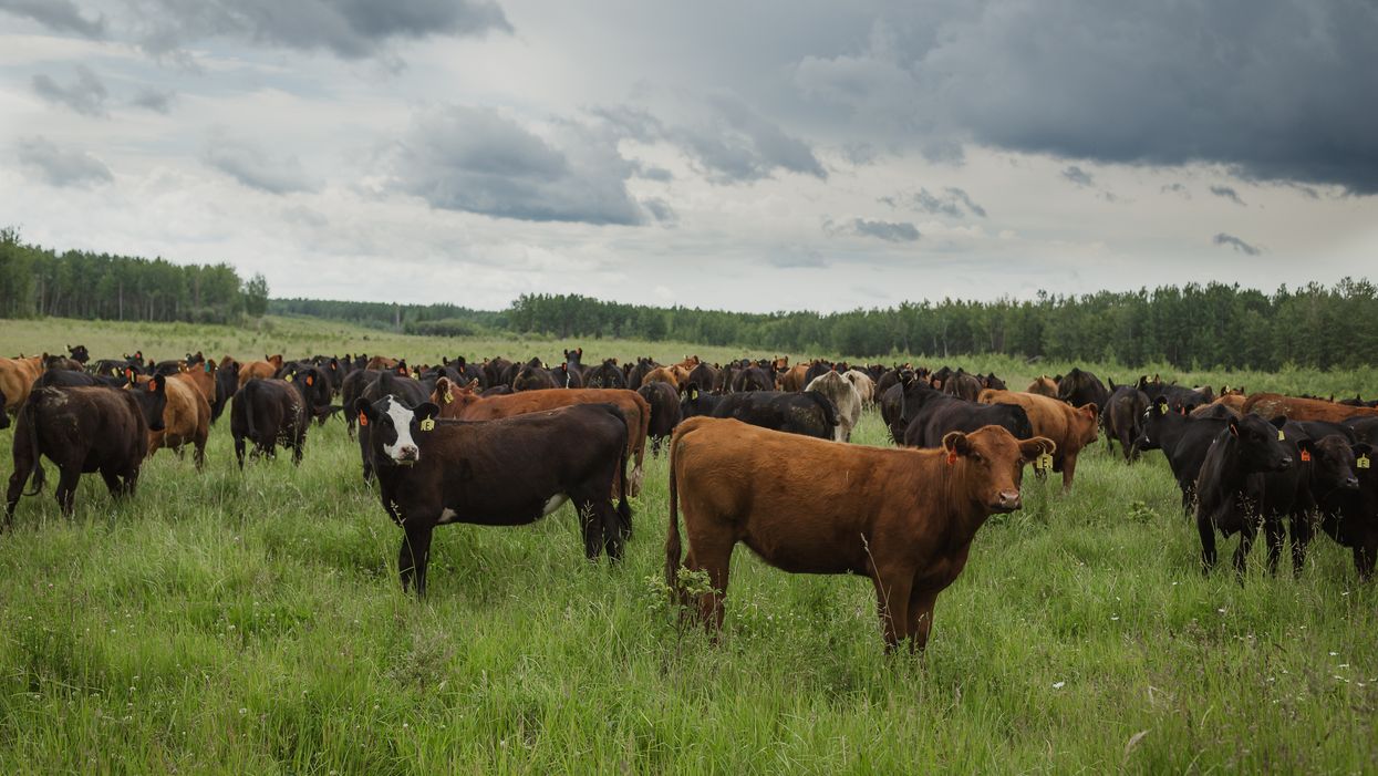 Canada’s Cattle Inventory Shows Alberta Has More Cows Than People