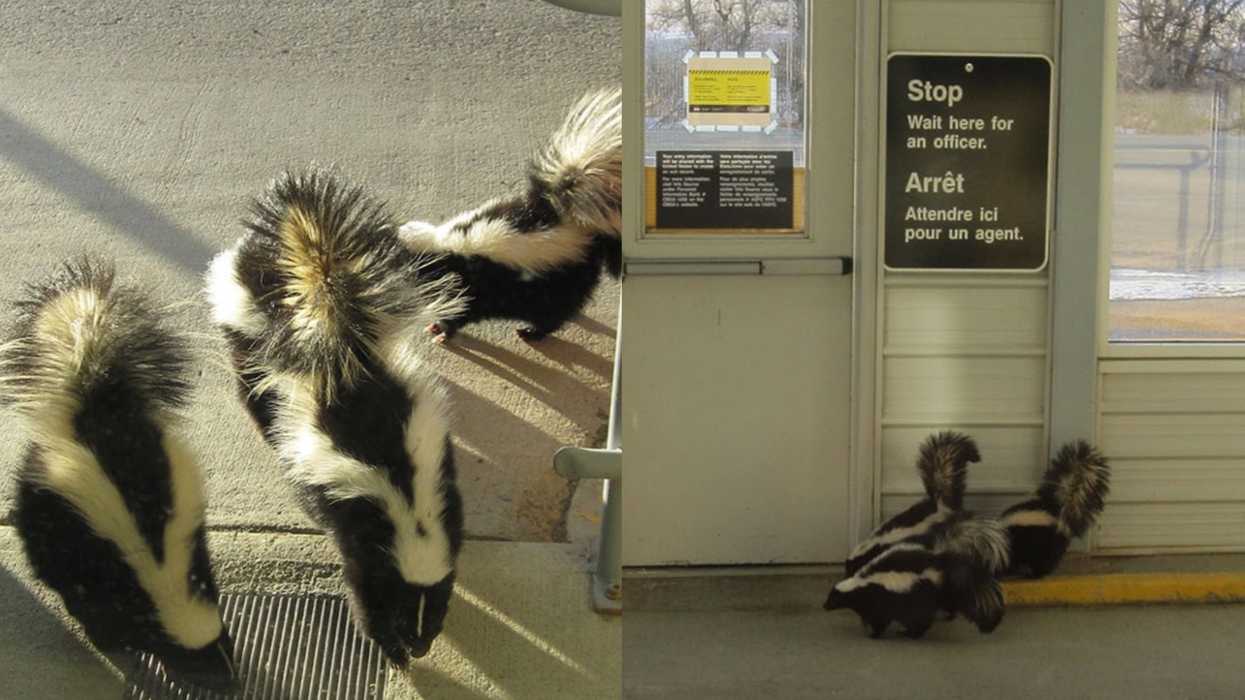 Canada’s Travel Rules Were Ignored By A Trio Of Skunks & The Photos Are So Stinking Cute