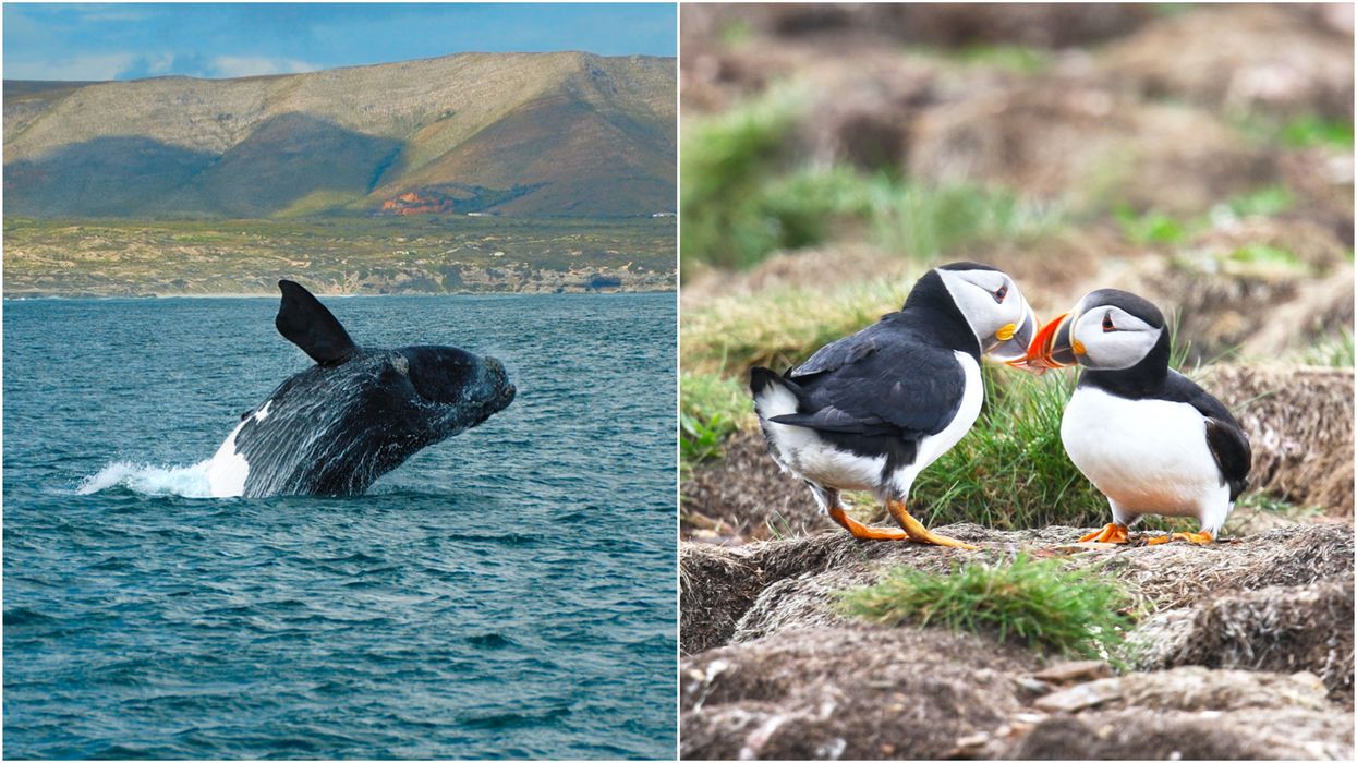 Canadian At-Risk Species Are Disappearing In Canada & WWF Says We're Not Doing Enough