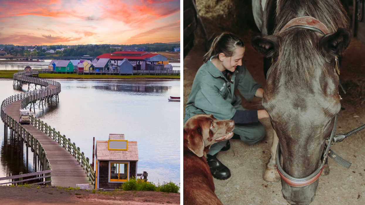 Canadian Farm Vets Can Get Incredible Work Perks & You're Gonna Want To Move To New Brunswick