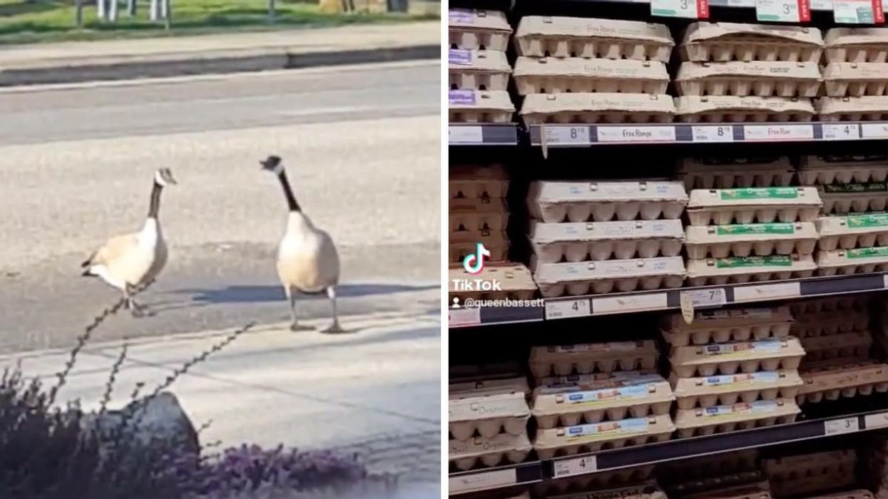 Canadian geese. Right: Eggs refrigerated in a grocery store.