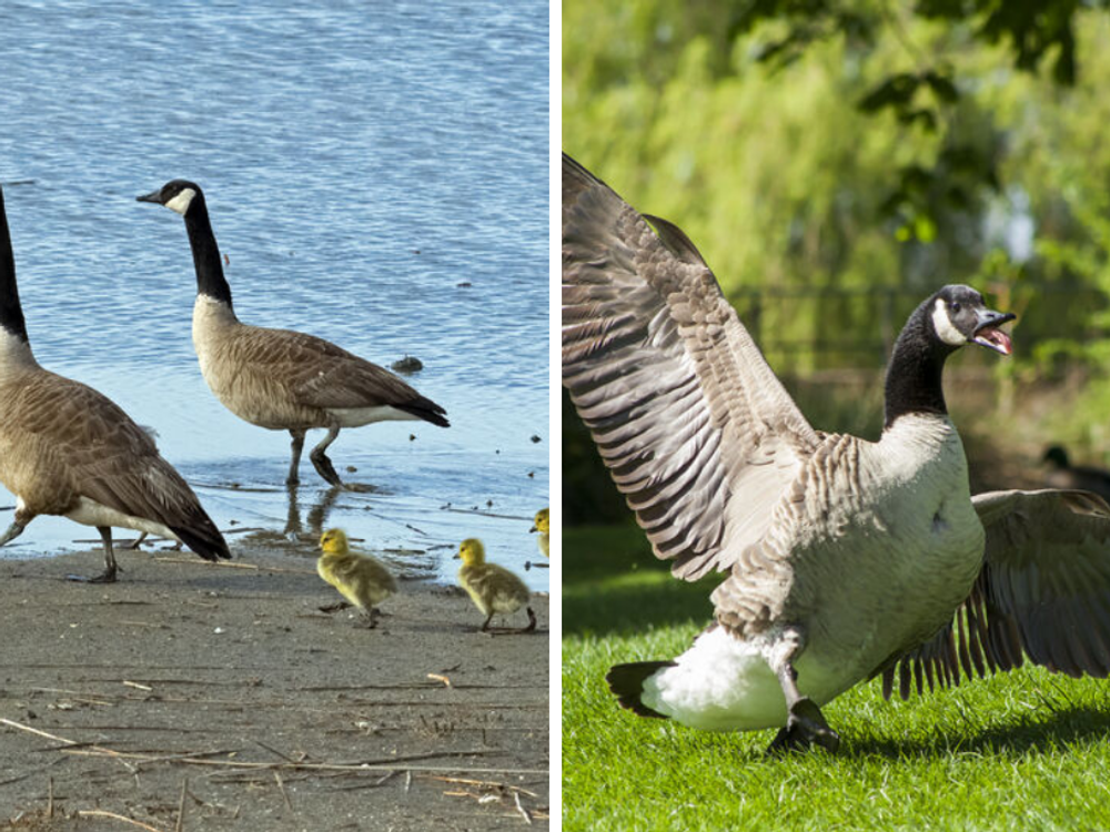 Canada goose sales quebec ville jobs