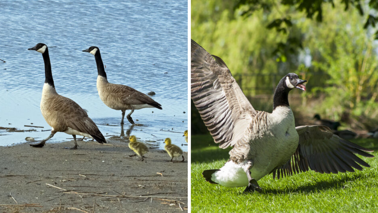 Canadian geese with goslings. Right: A goose flapping its wings.
