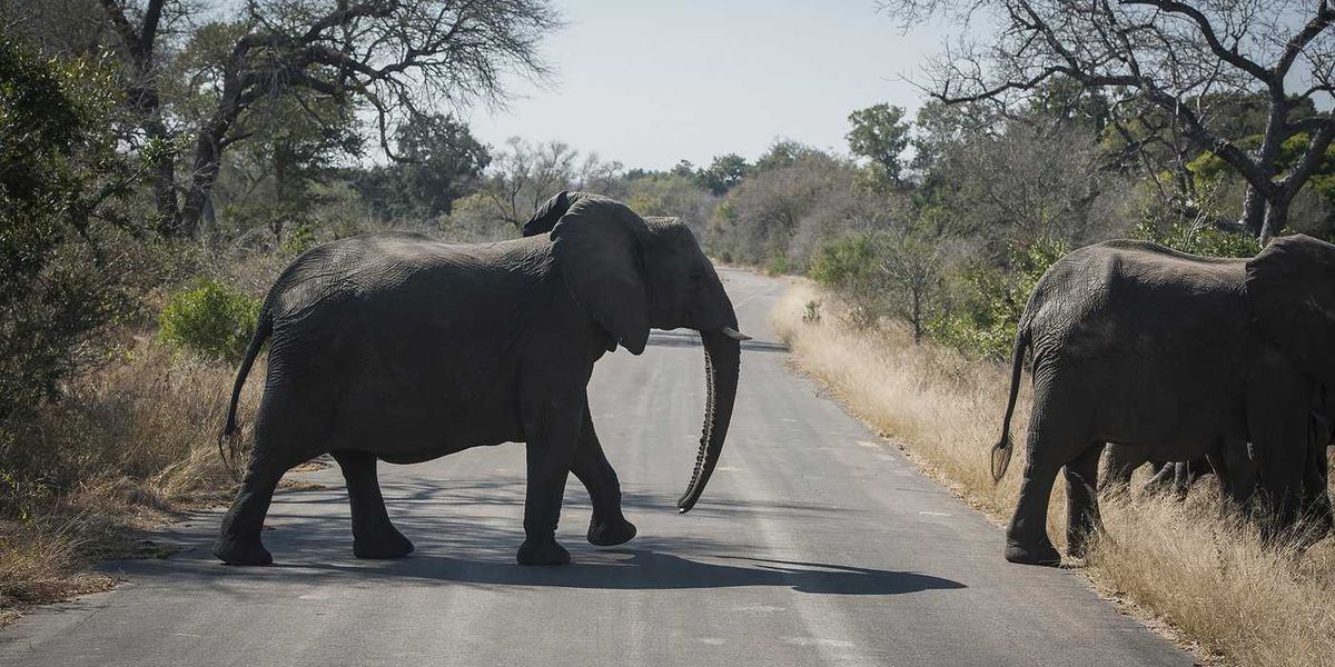 Canadian shot dead at South Africa wildlife park in apparent accident: officials Canadian shot dead at South Africa wildlife park in apparent accident: officials