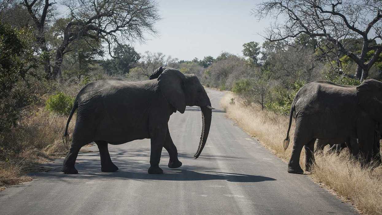 Canadian shot dead at South Africa wildlife park