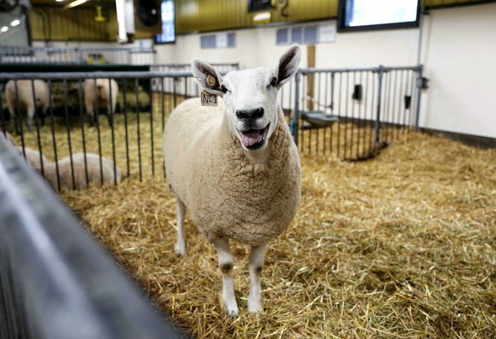 Canadian wool producers looking outside U.S.