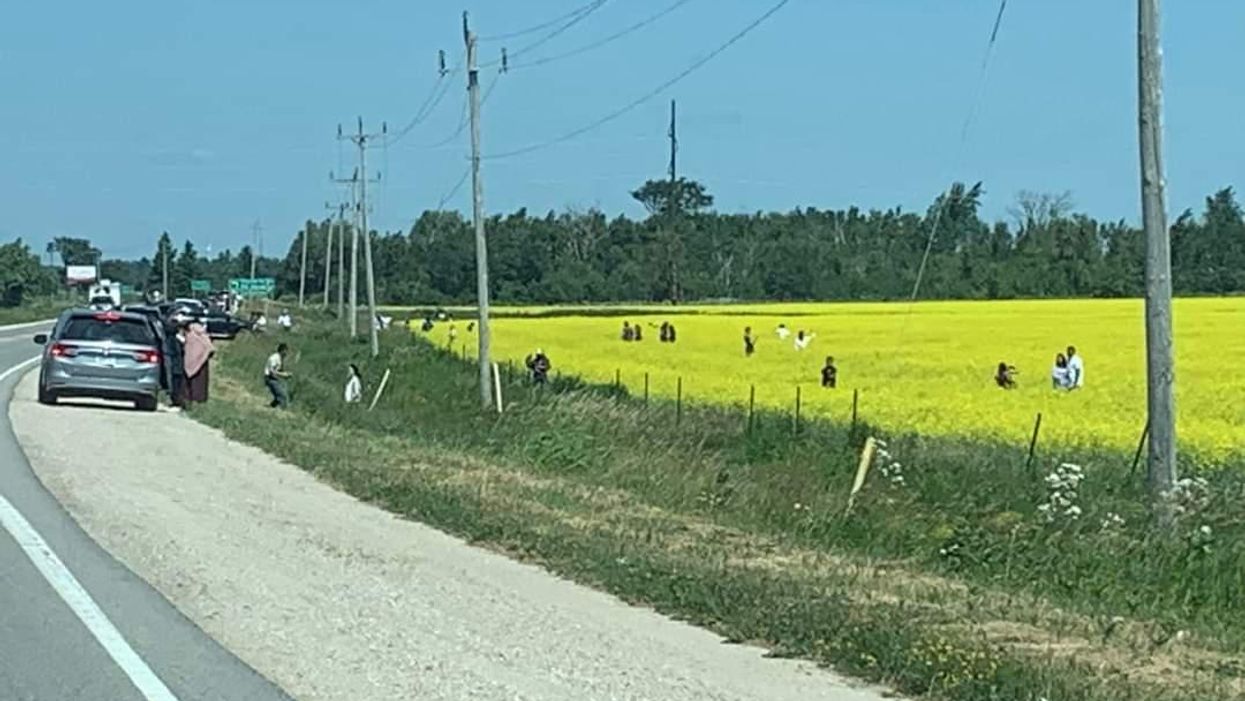 Canola field in Melancthon Township.