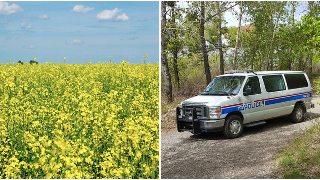 Canola Theft Near Calgary Is Reportedly Ruining Entire Fields & It's The Most Albertan Crime