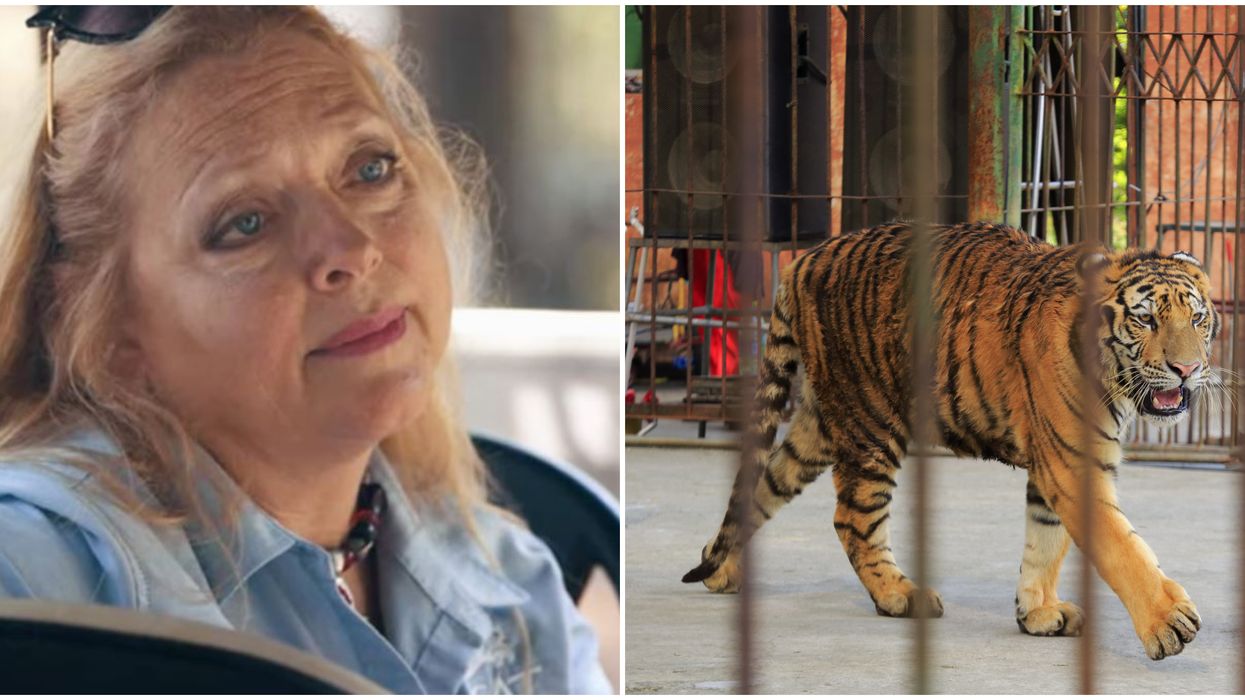 Carole Baskin Of Big Cat Rescue Says Jeff Lowe's Animals Should Be Seized