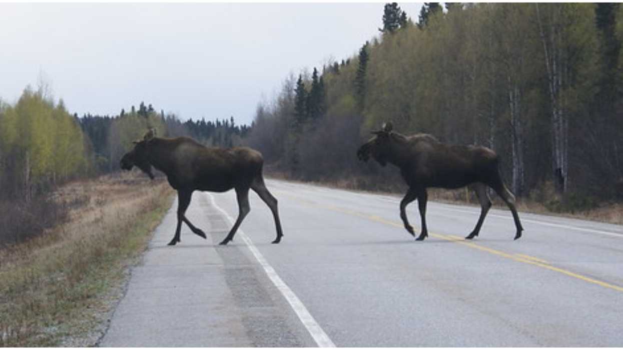 Cars Crashing Into Moose In Alberta This Weekend Caused A Fatality