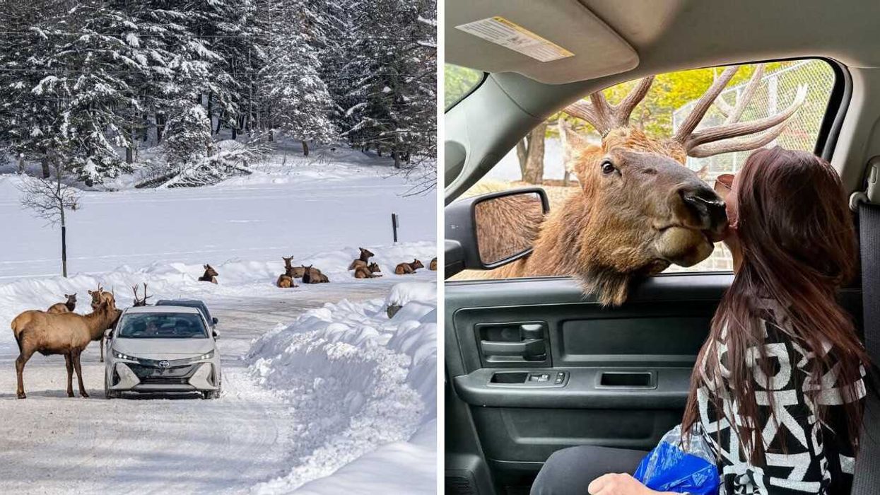 Cars drive on a snowy path at a park near Ottawa. Right: A person feeds a deer at a park near Ottawa.