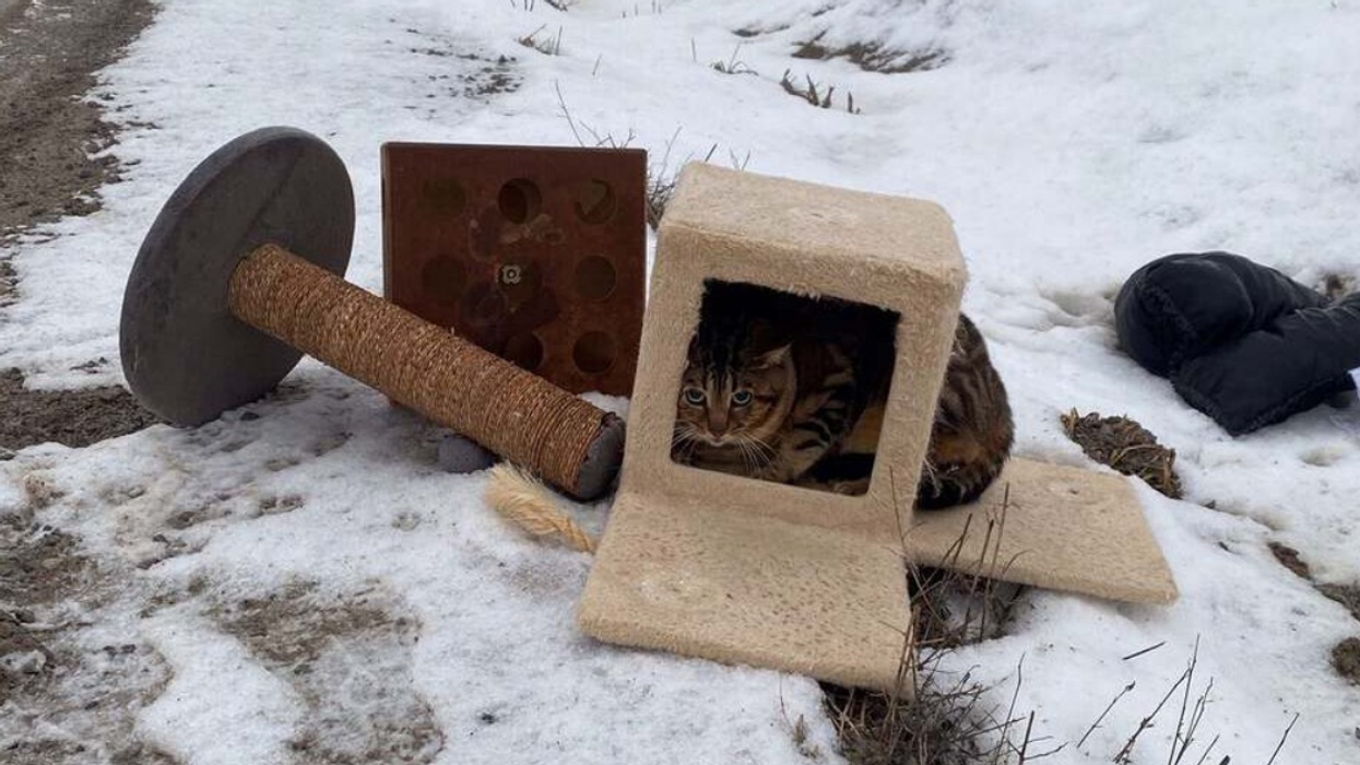 Cat and its belongings left on Pickering roadside.