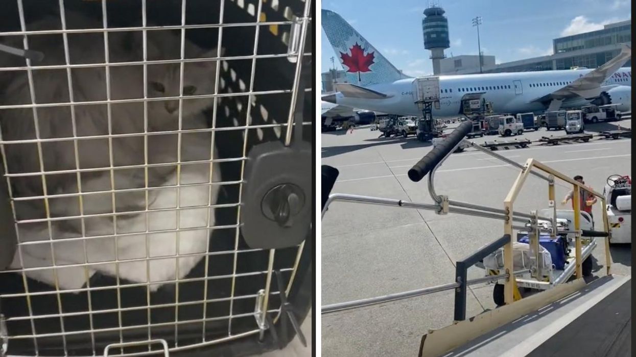 Cat in the belly of an airplane. Right: Vancouver airport.