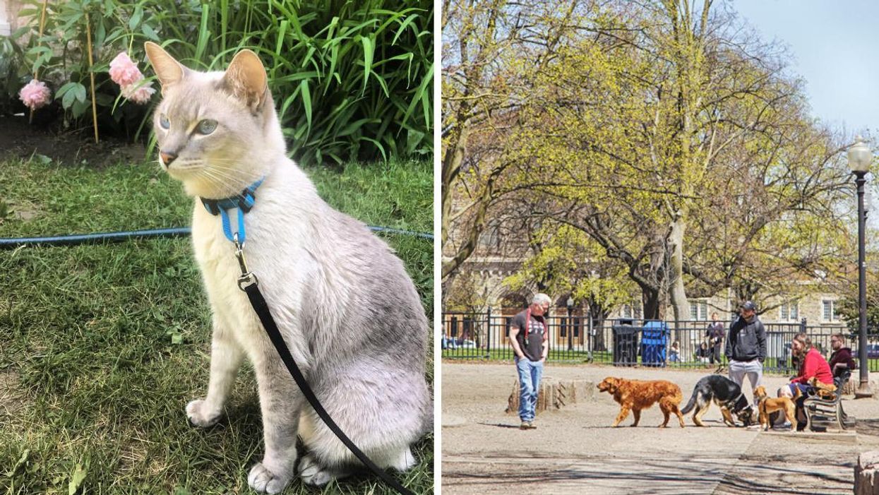 Cat on a leash. Right: Toronto dog park.