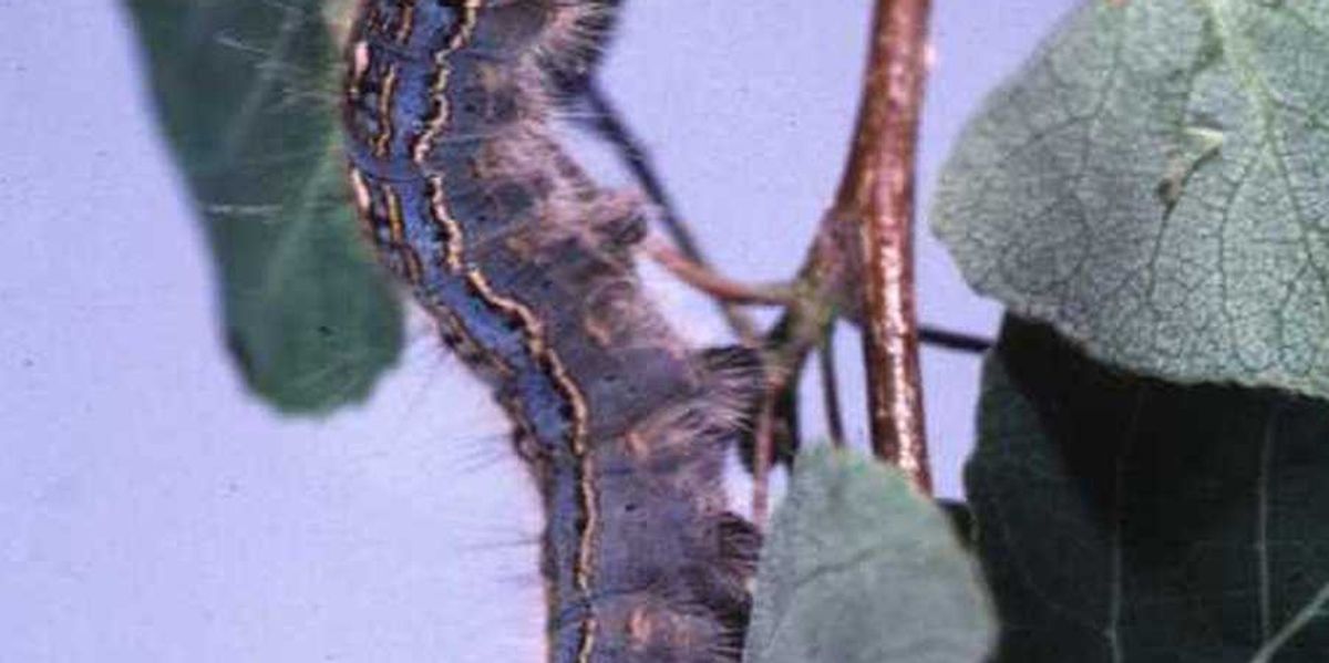 ‘Just be amazed:’ Alberta is seeing a cyclical outbreak of caterpillars ‘Just be amazed:’ Alberta is seeing a cyclical outbreak of caterpillars