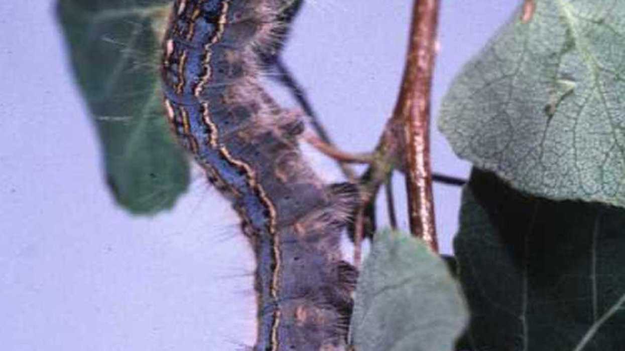 Caterpillar population exploding across Alberta