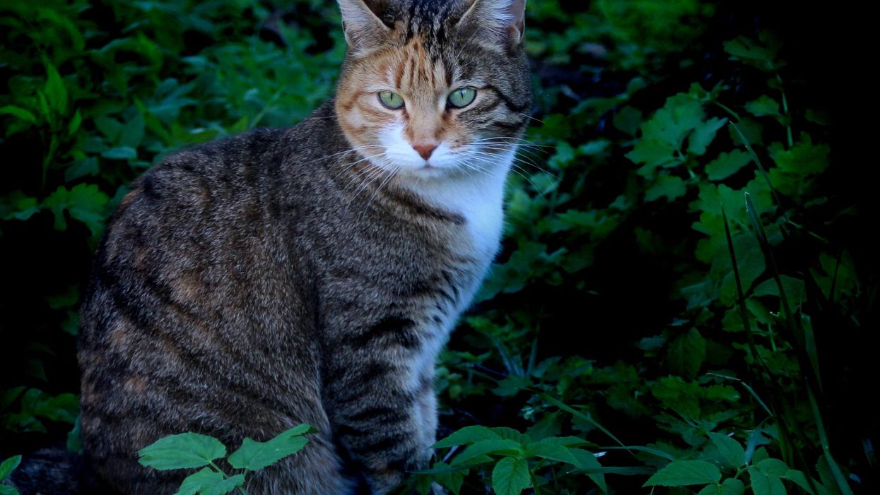 Cats Are 'Likely' Spreading A Dangerous Parasite Across Canada Says A New Study