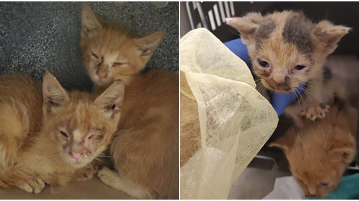 Cats Rescued In Toronto After 150 Were Found Living In A Single Home