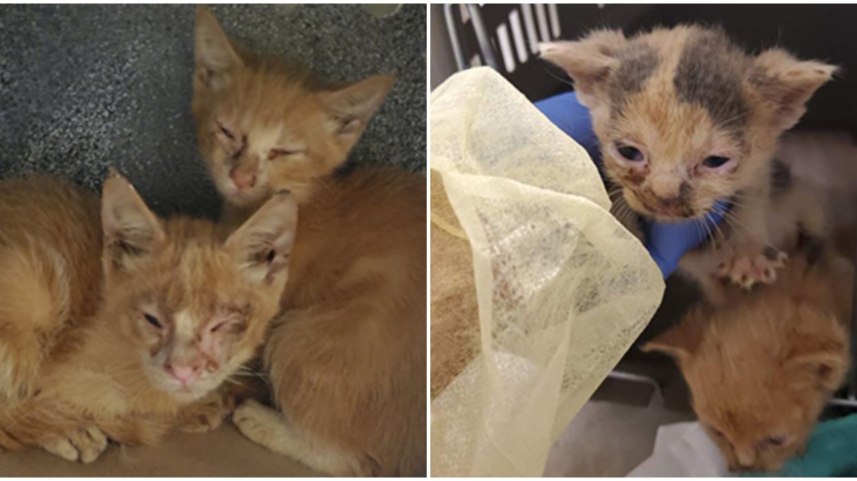 Cats Rescued In Toronto After 150 Were Found Living In A Single Home