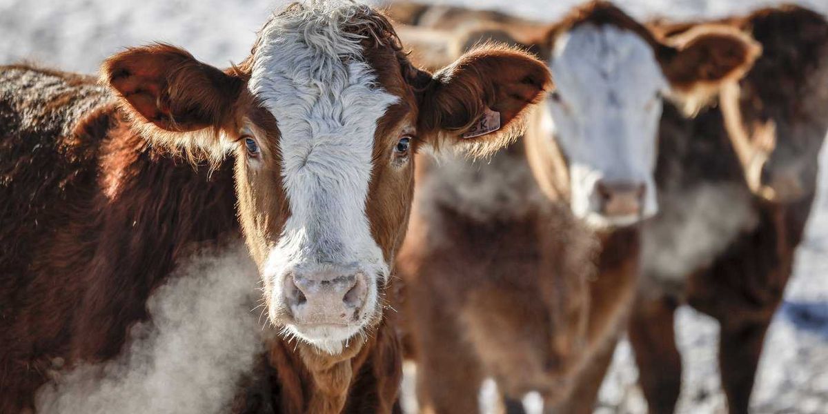 Cattle group has beef with Mercosur trade plans Cattle group has beef with Mercosur trade plans