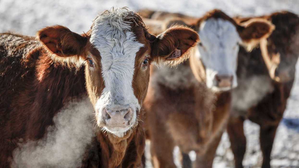 Cattle groups have beef with Mercosur trade plans