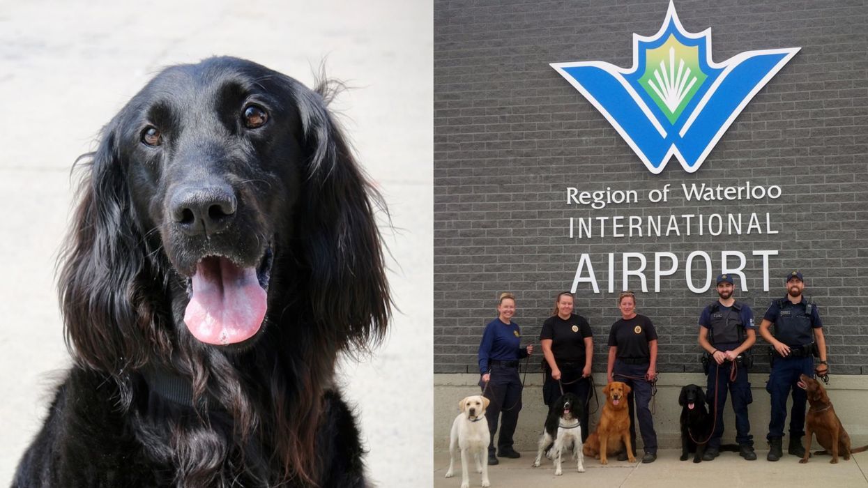 CBSA Is Hiring Puppies Right Now & They're Looking For Good Dogs Only