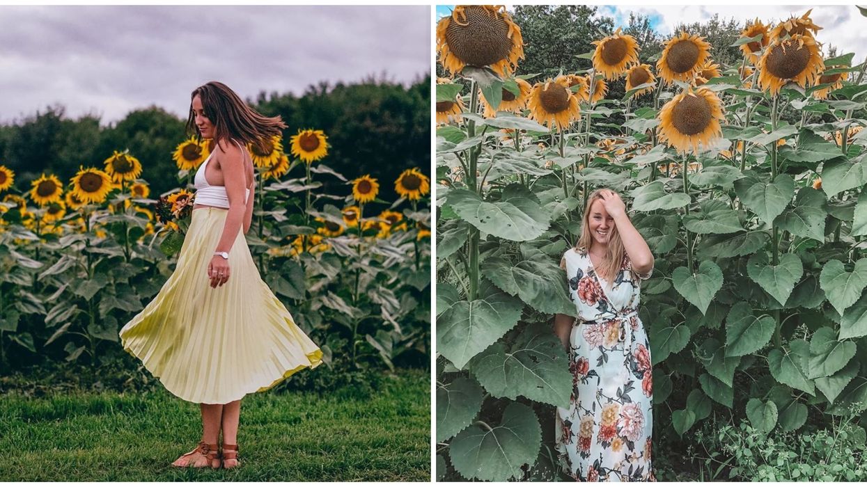 Ce champ de tournesols est à 45 minutes de Montréal et ouvre ce mois-ci