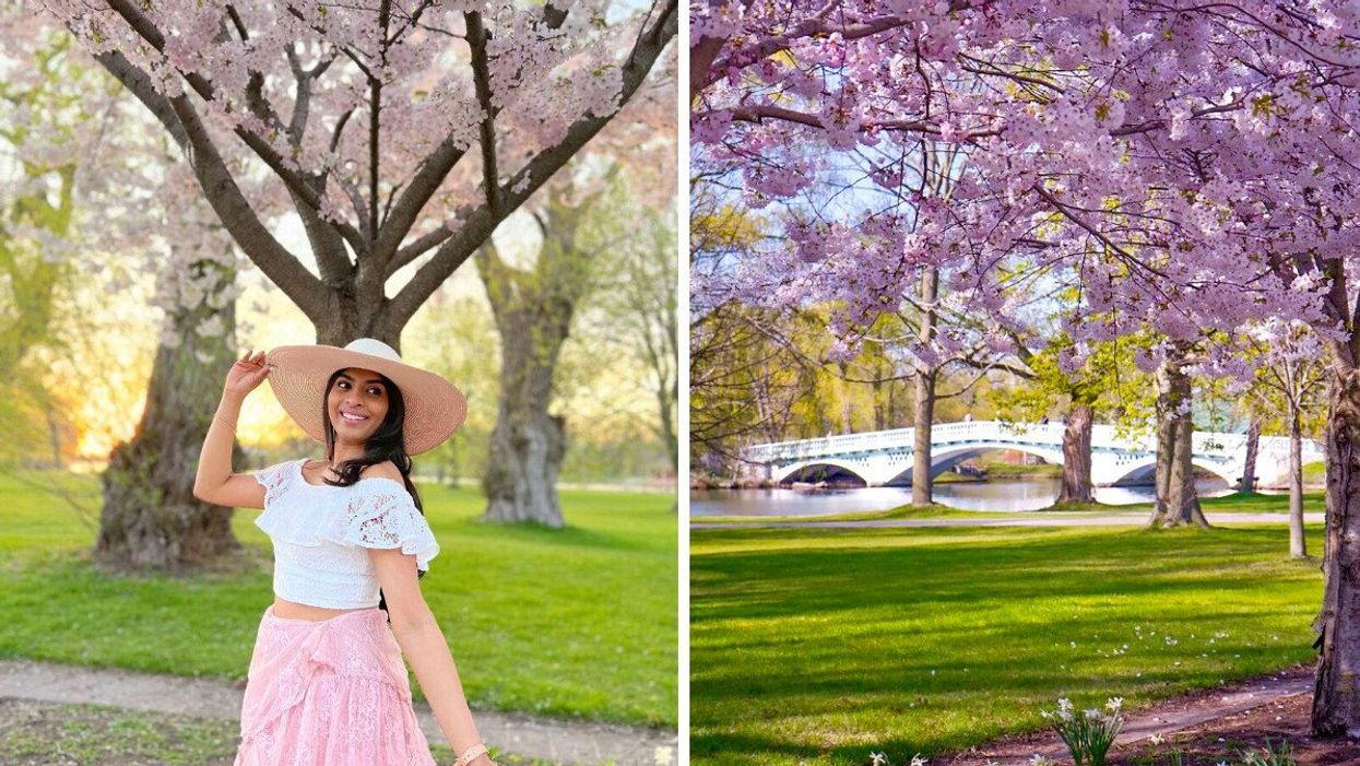 Centre Island cherry blossoms.