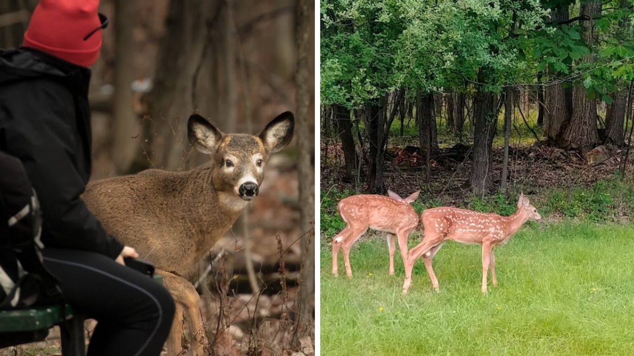 Cerf. Droite : Faons.