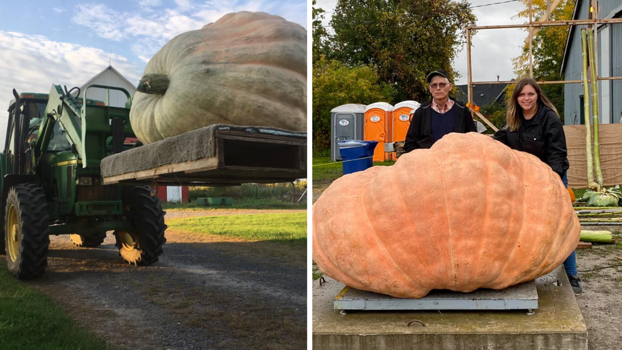 Ces deux Québécois ont cultivé la plus grosse citrouille « ever » au Canada