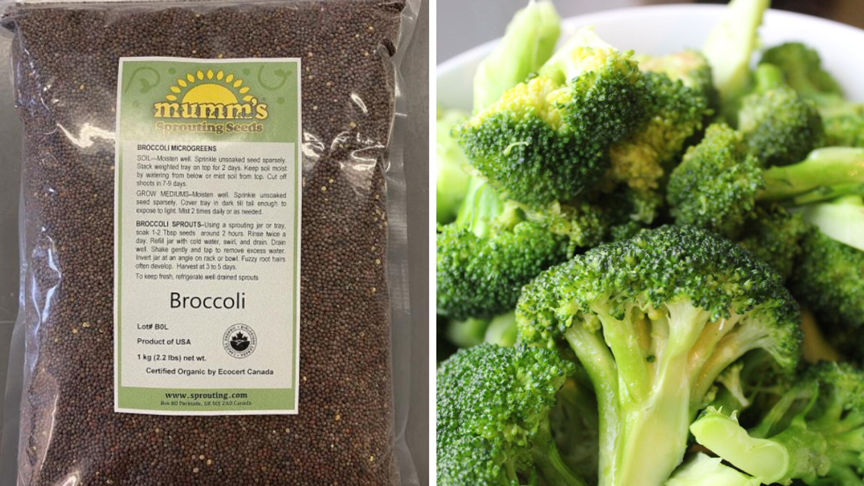 Ces graines de brocolis biologiques vendus au Québec pourraient te rendre très malade