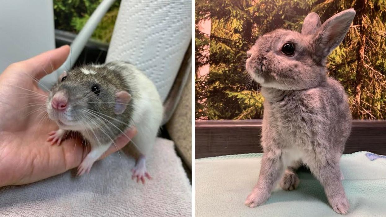 Cette SPCA sur la Rive-Sud de Montréal recherche des familles pour 17 animaux exotiques