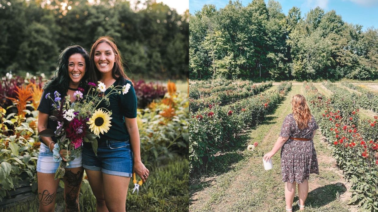 Champ de fleurs près de Montréal
