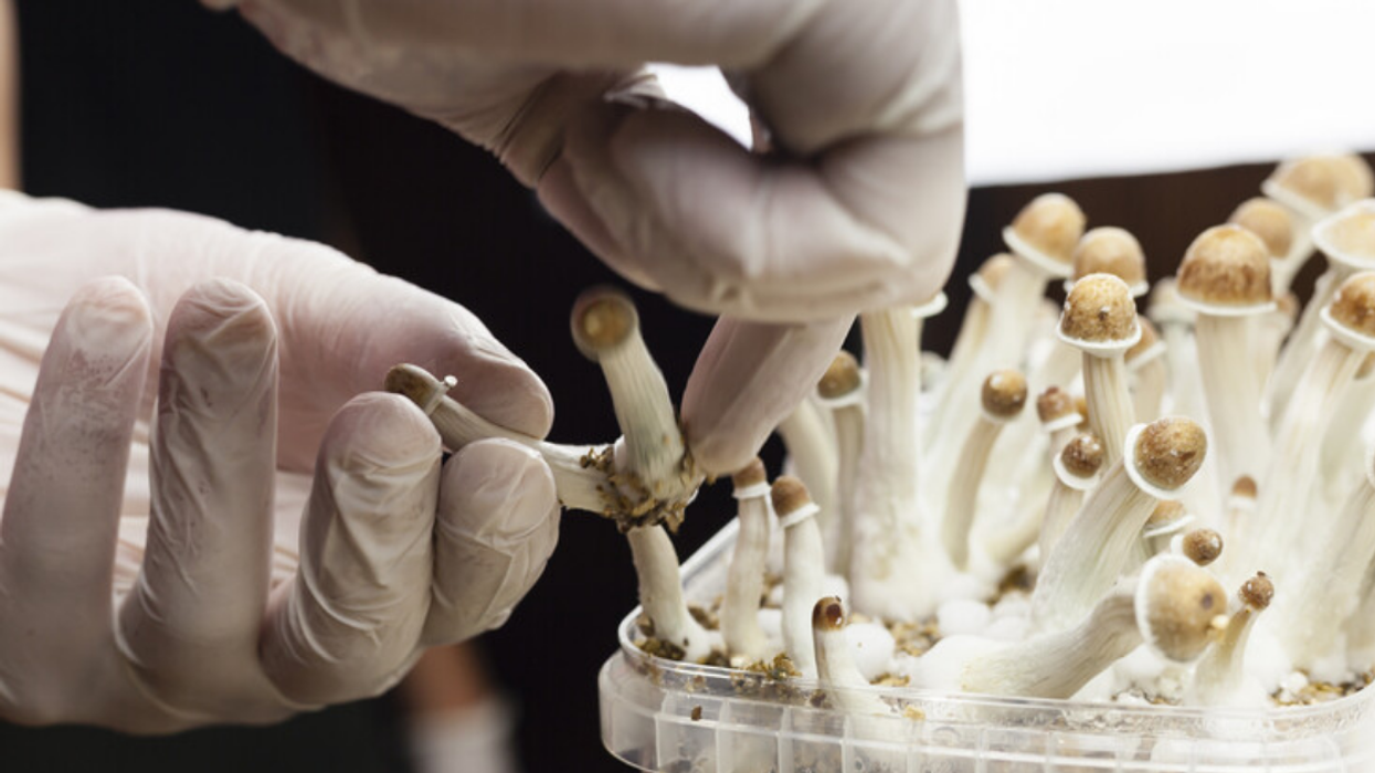 Champignons psilocybine.