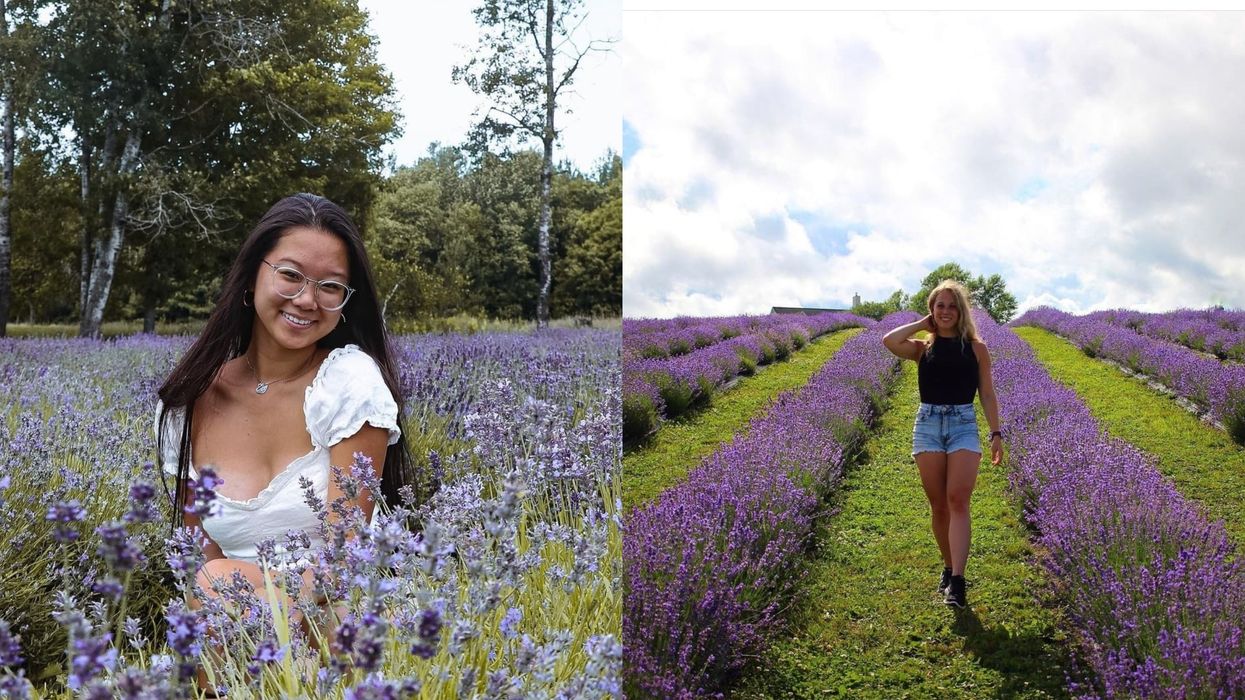 Champs de lavande à visiter près de Montréal