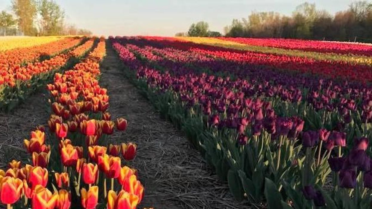 Champs de tulipes pour la nouvelle ferme Vankleek Hill Tulip Fields en Ontario.