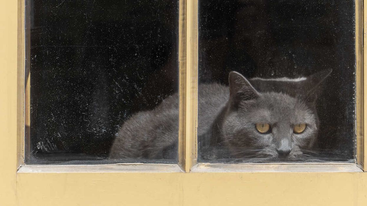 chat covid-19 québec