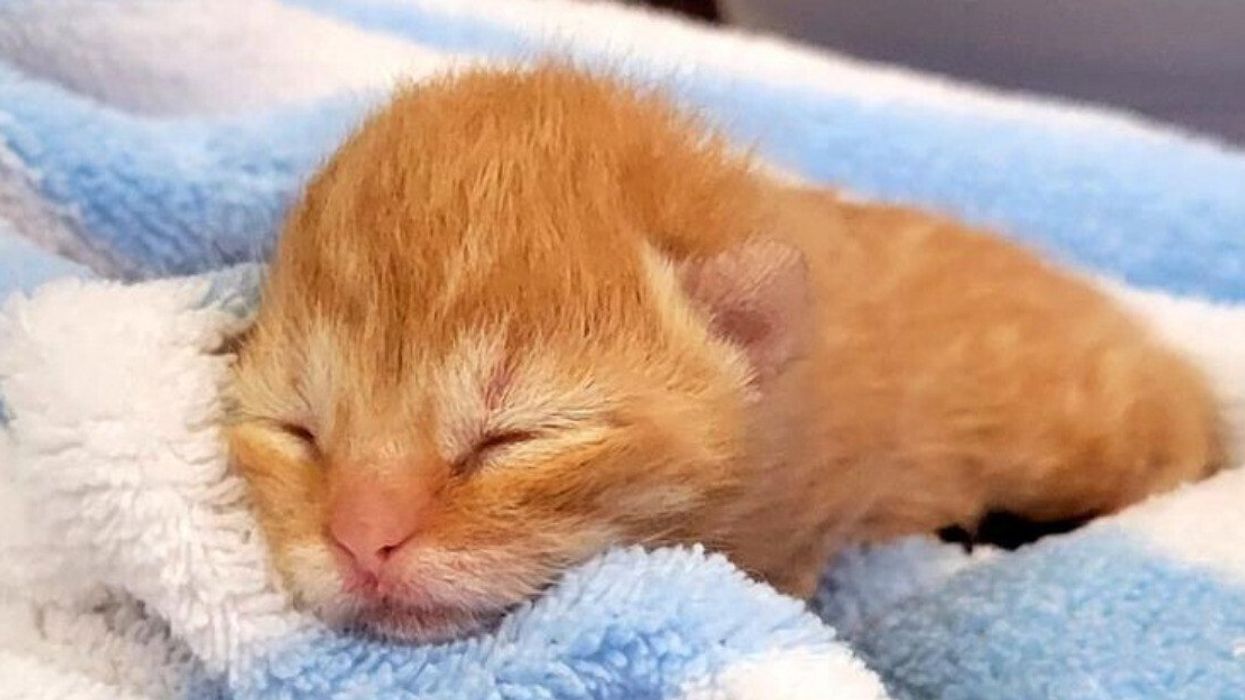 Chaton de la SPCA de Montréal.