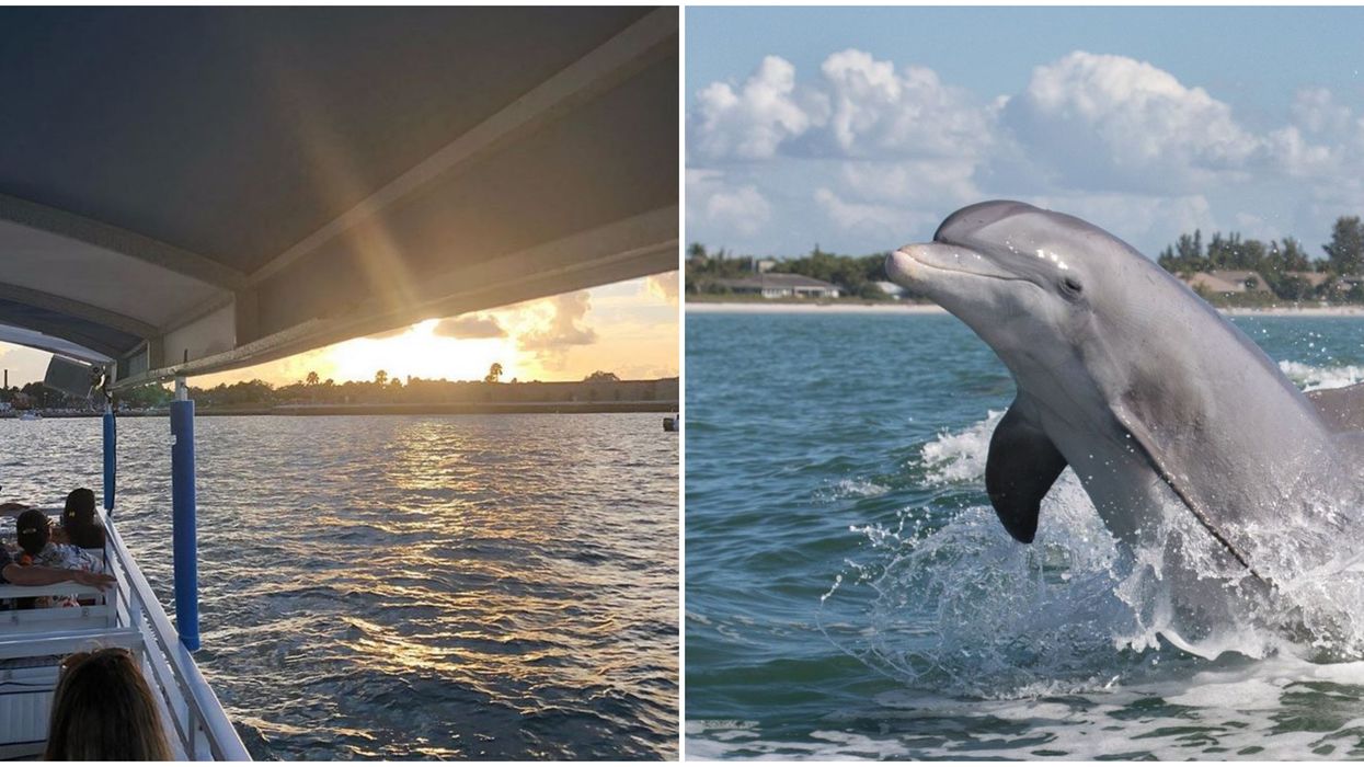 Cheap Dolphin Tour In Florida Is Just $29 For Two With This Groupon Deal